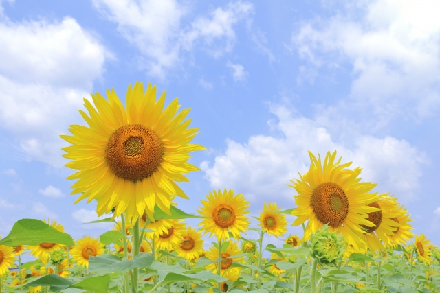 夏　ひまわり