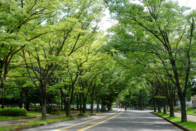 夏　公園